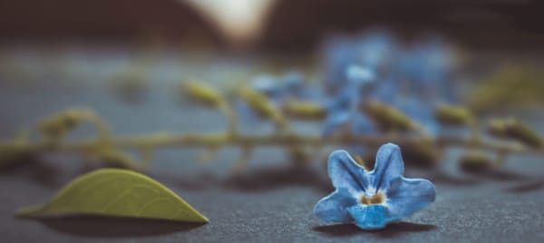 Piosenka o niezapominajce