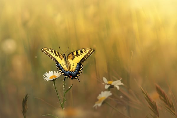 Piosenka o tym, czym  jestem